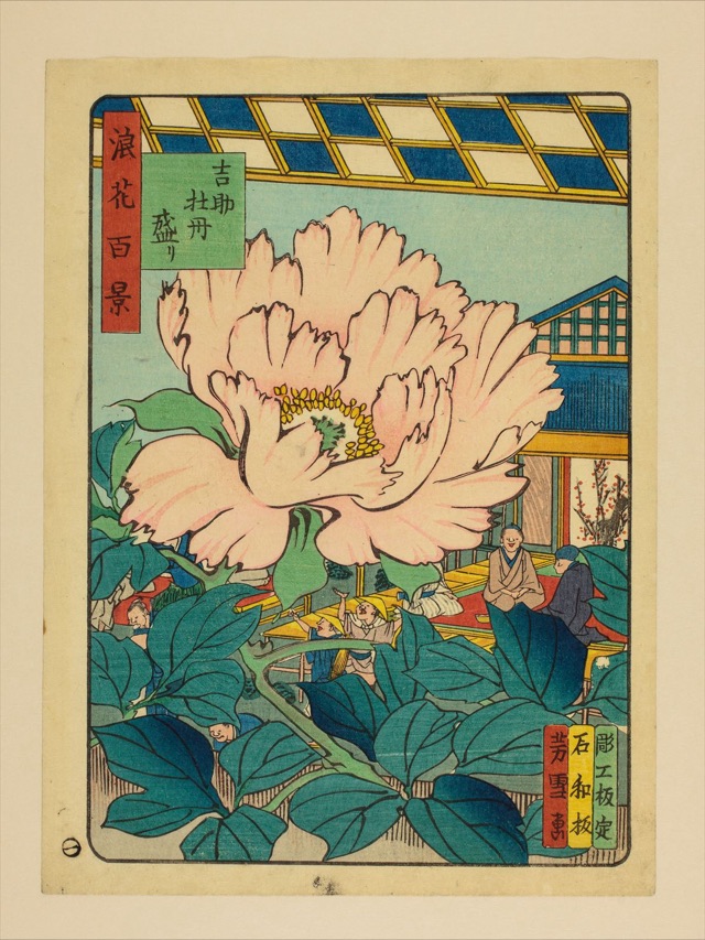 吉助牡丹盛り（南粋亭芳雪）